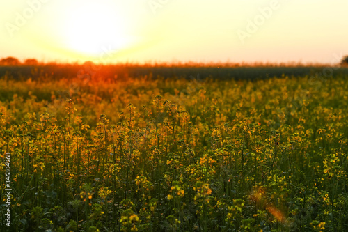 Field at Sunset with dramatic sky. Color in nature. Beauty in the world