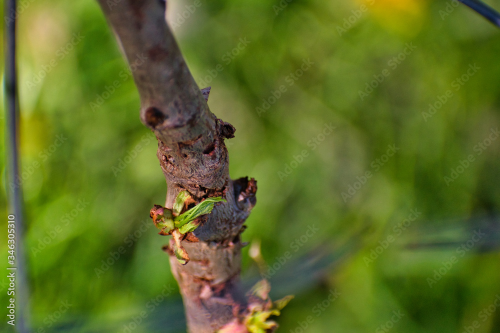 cherry tree cherry tree