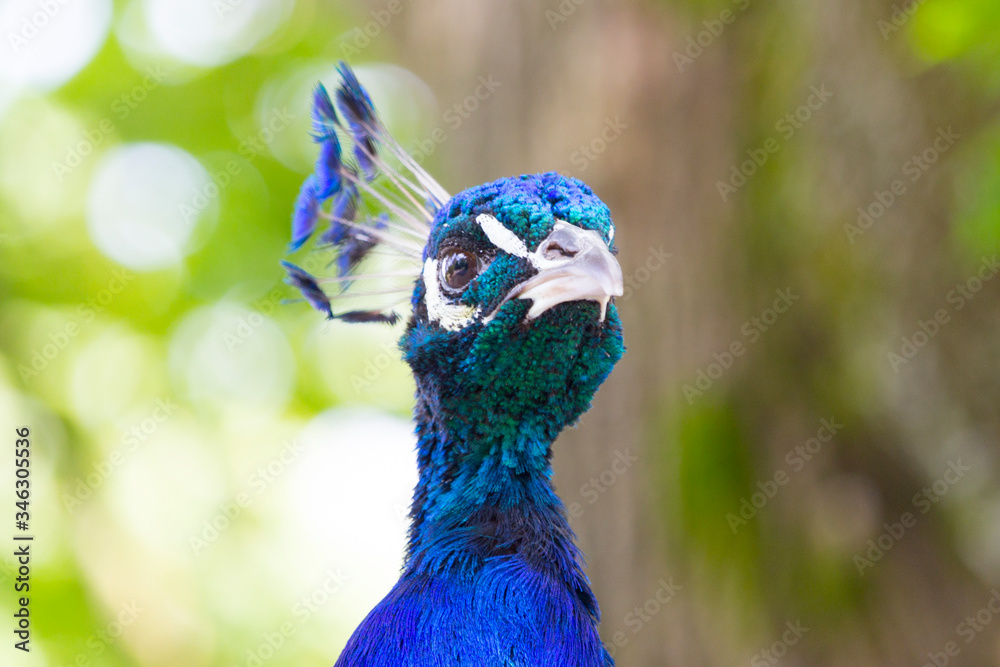 Naklejka premium Peacock head close up, trees in the background 