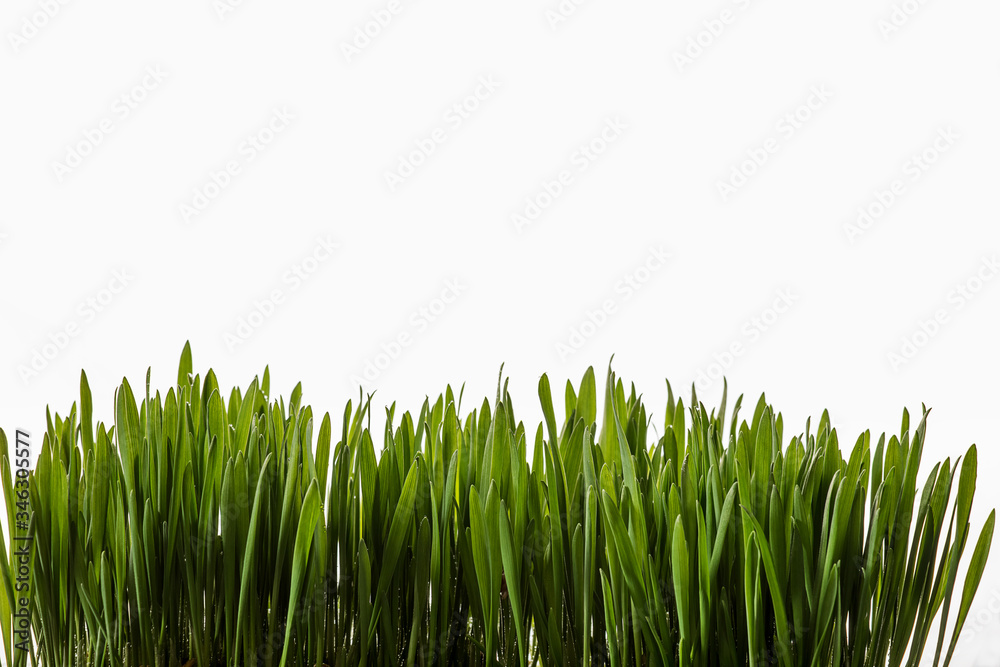 Fototapeta premium Green shoots of oats on a white background