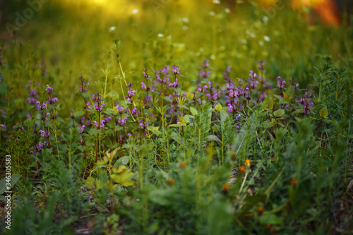 Spring flower field. 