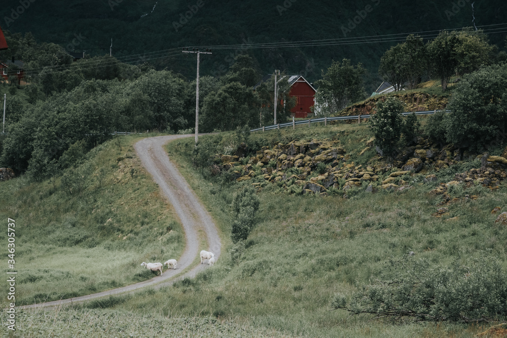 country road in the mountains with sheep