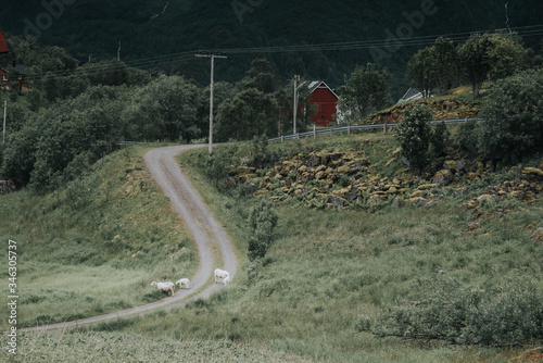 country road in the mountains with sheep