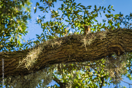 Squarrel peaking over branch in tree photo