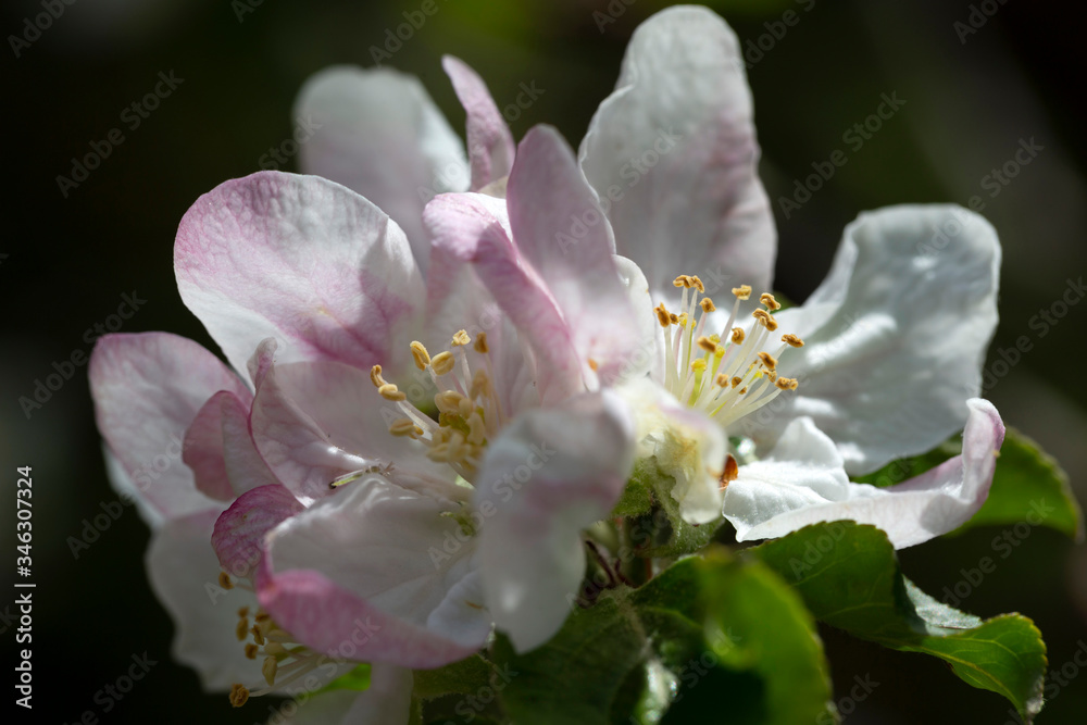 Detail of the Apple Tree Flower Detail of the Apple Tree Flower