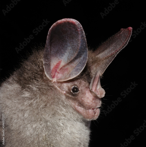 The Brazilian bat, big-eared woolly bat or (Peter's) woolly false vampire bat (Chrotopterus auritus) is a species of bat, belonging to the Order Chiroptera and Family Phyllostomidae.