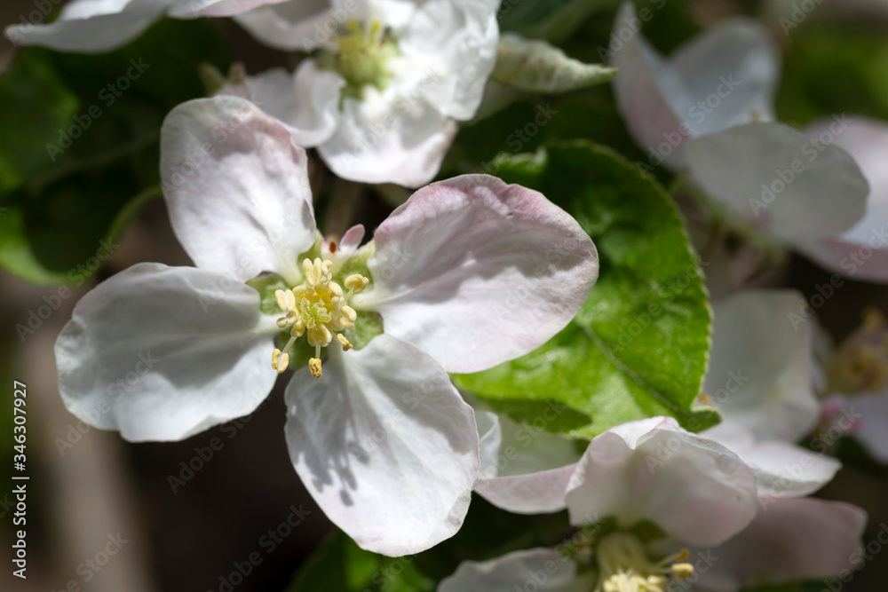 Detail of the Apple Tree Flower Detail of the Apple Tree Flower