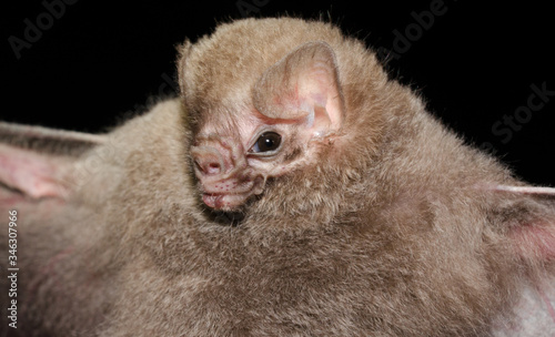 he Brazilian bat, hairy-legged vampire bat (Diphylla ecaudata) is one of three species of vampire bats. It mainly feeds on the blood of wild birds, but can also feed both on domestic birds and humans