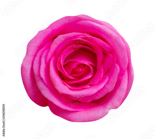 pink rose flower isolated on white