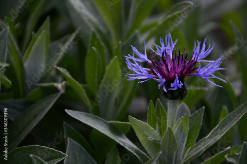 Close-up of blue cornflower in green leaves outdoors