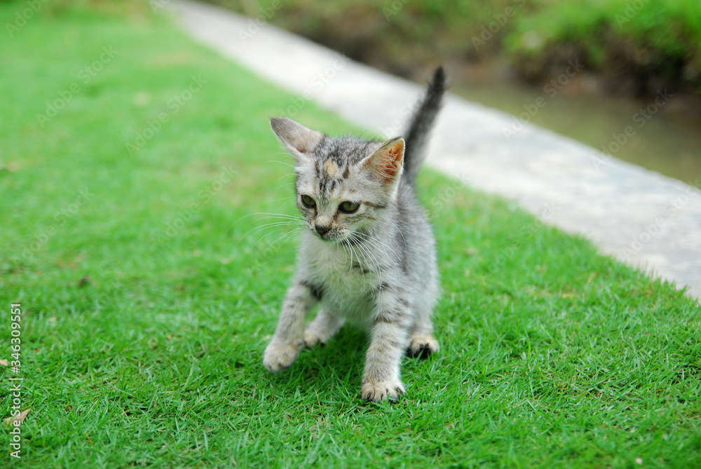 Cute domestic kittens learn to walk on green grass Cute domestic kittens learn to walk on green grass