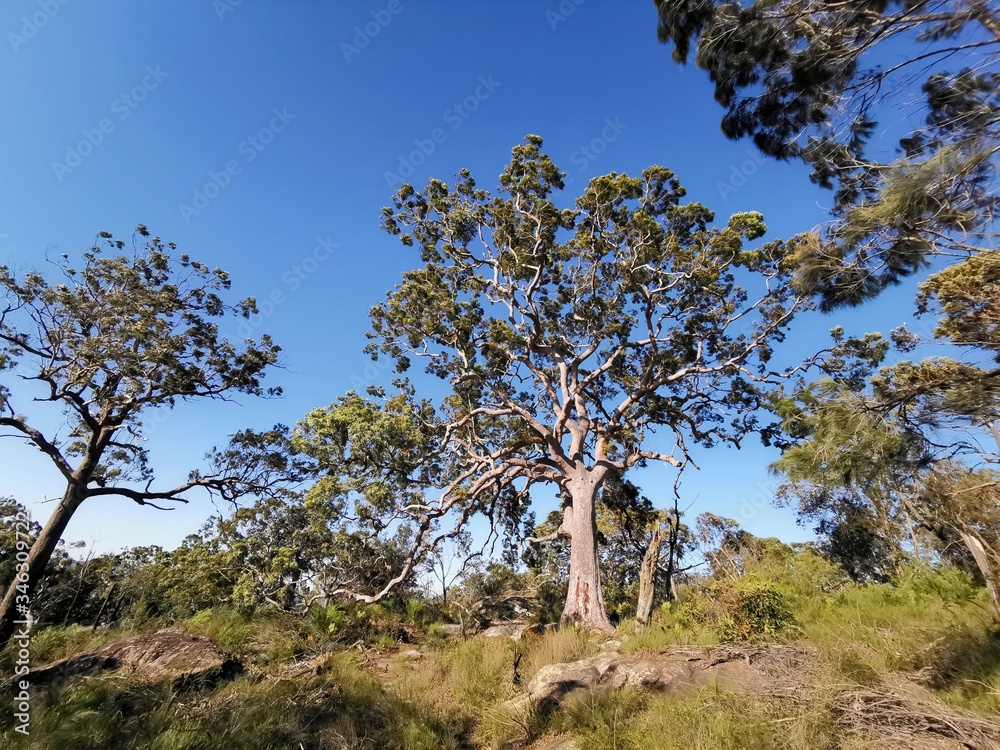 A giant tree, Ku-ring-gai Chase National Park, NSW, Australia A giant tree, Ku-ring-gai Chase National Park, NSW, Australia