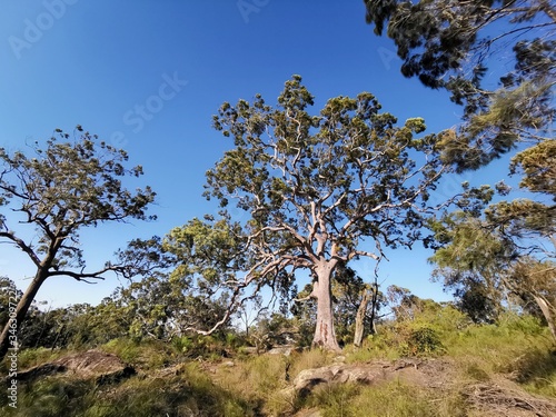 A giant tree, Ku-ring-gai Chase National Park, NSW, Australia