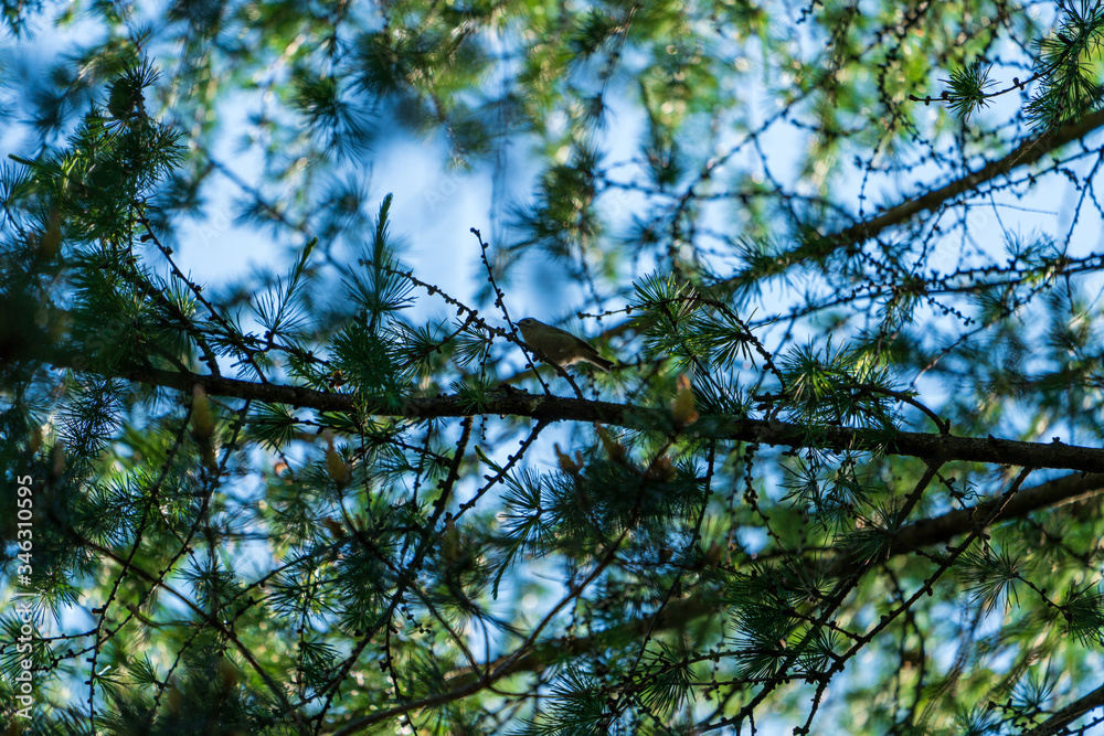 Obraz premium Vogel im Dickicht