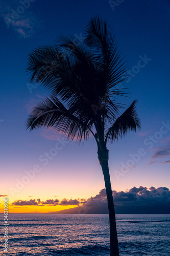 Fototapeta Naklejka Na Ścianę i Meble -  Tropical palm tree waving in wind