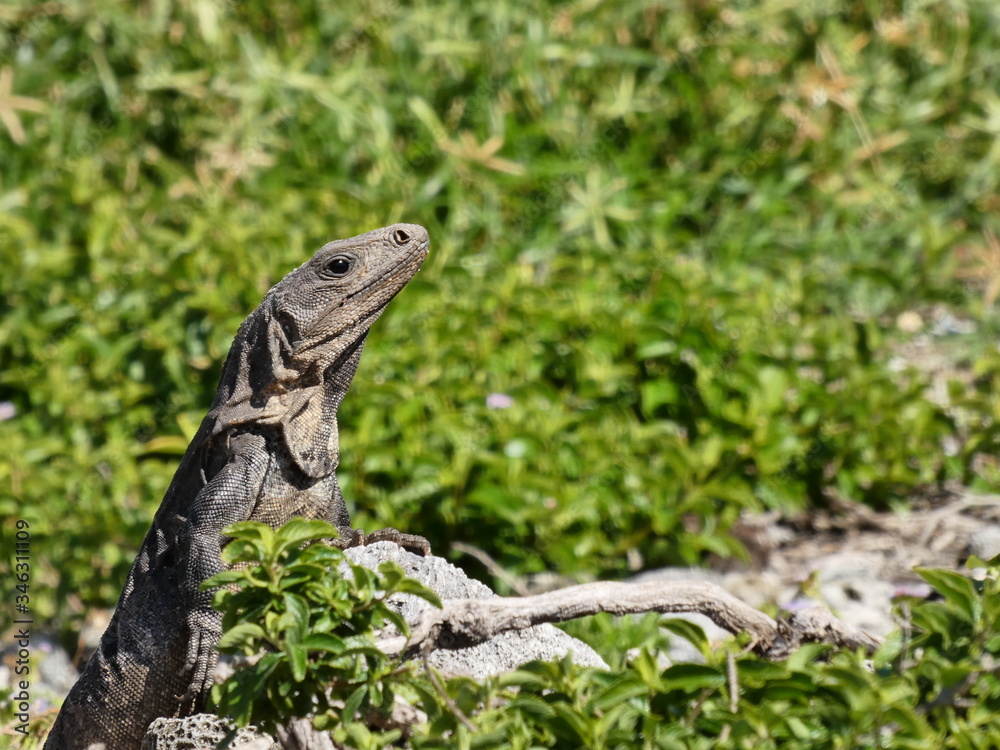Iguana al sol, Iguana sunbathing Iguana al sol, Iguana sunbathing