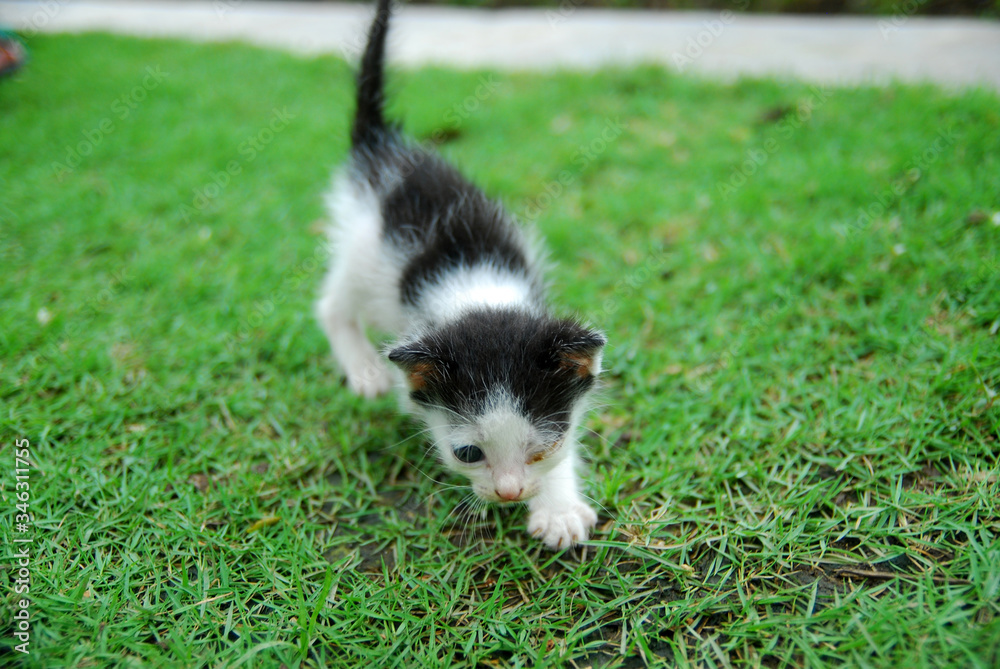 Cute domestic kittens learn to walk on green grass Cute domestic kittens learn to walk on green grass