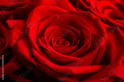 rose  red rose  rosa  romance   floral  Rosaceae  queen of flowers  floral arrangement  bloom  florist  Rosa Gallica  Valentines Day