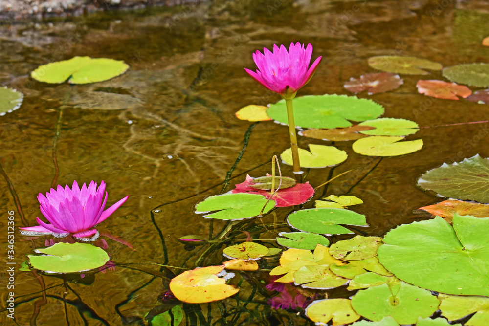 Purple WaterLilies Purple WaterLilies