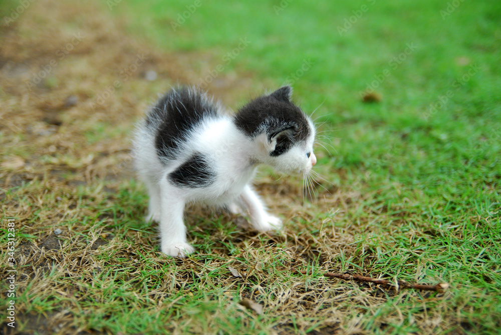 Cute domestic kittens learn to walk on green grass