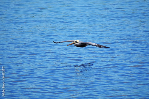 A Soaring Pelican
