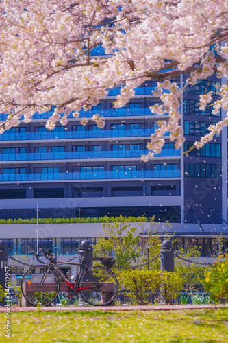 満開の桜と横浜みなとみらいの街並み © kanzilyou