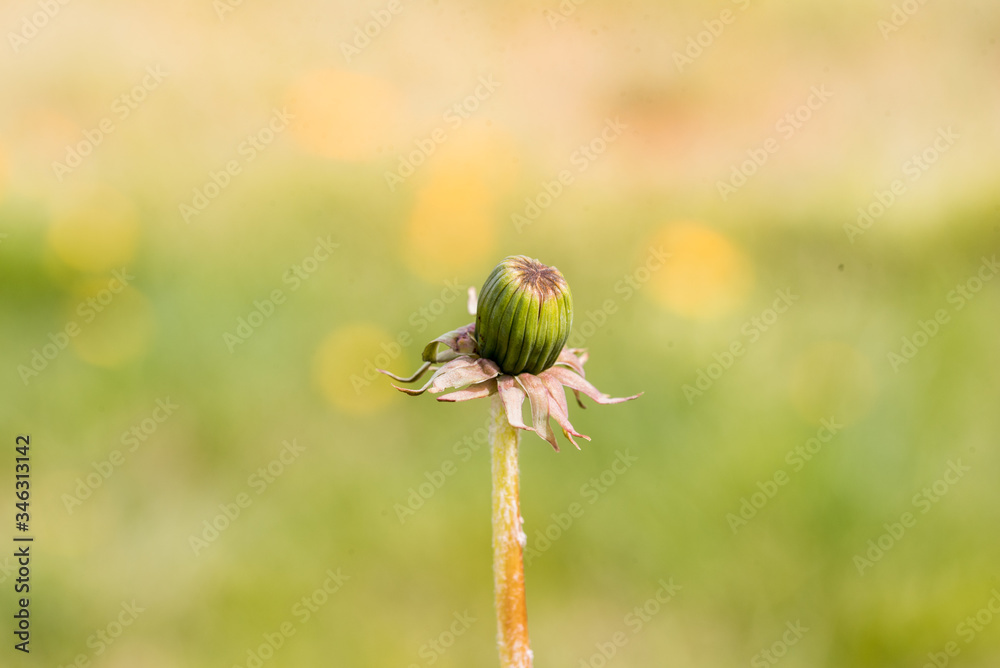 Dandelions in the garden,white seed ball. Close up with bokeh.A bud, a flower blooms, seeds. Life cycle. Stages of life, seasons. Childhood and youth, youth and old age. Step by step. Dandelions in the garden,white seed ball. Close up with bokeh.A bud, a flower blooms, seeds. Life cycle. Stages of life, seasons. Childhood and youth, youth and old age. Step by step.