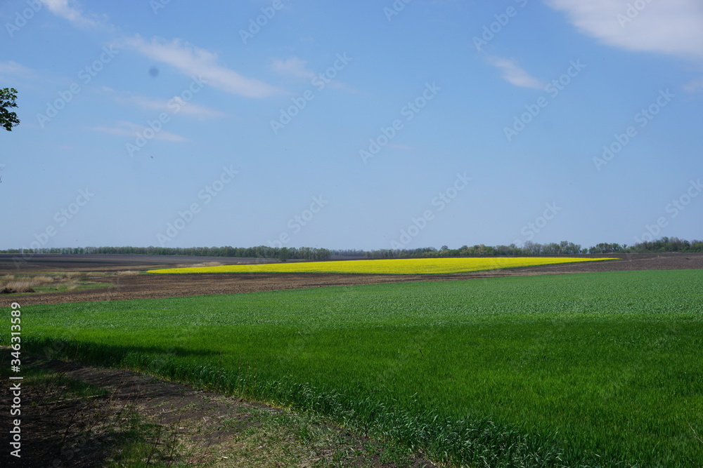 Obraz premium green field with blue sky