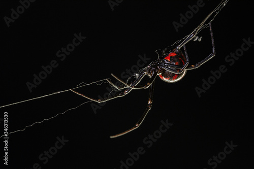 Fototapeta black widow over spiderweb