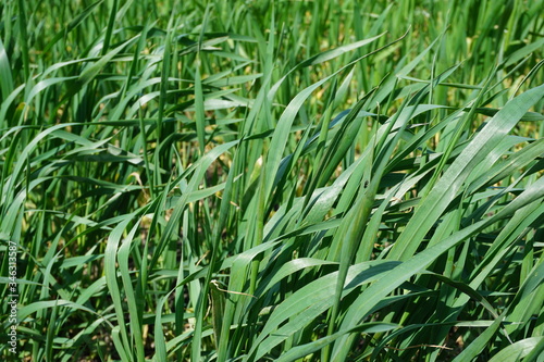 green grass background