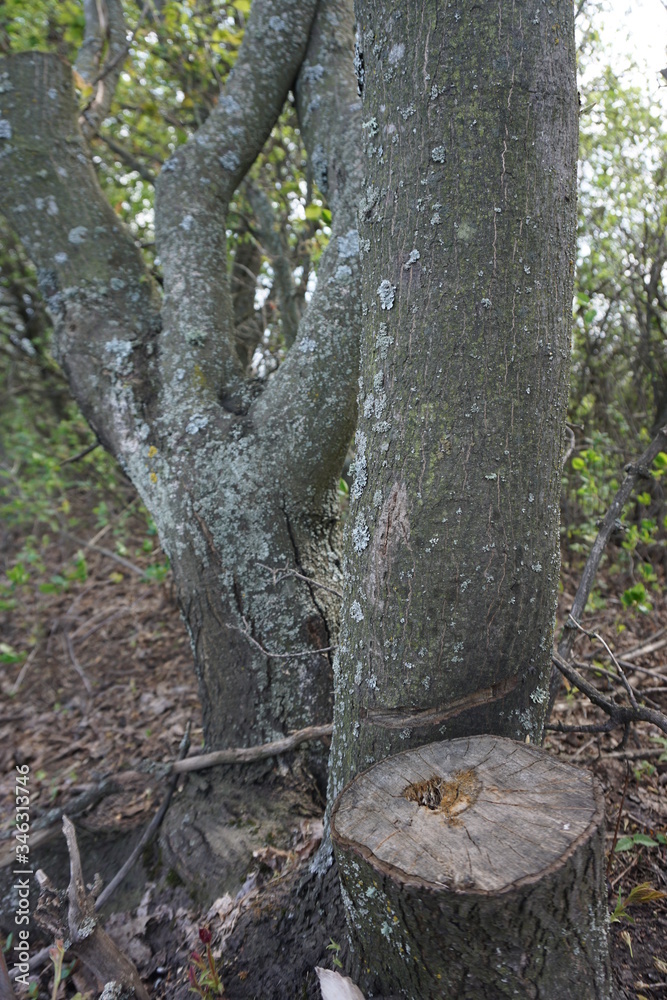 Obraz premium old tree trunk