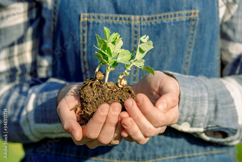 Girl farmer in denim overalls holds a sprout with soil. planting vegetables. Environment preservation concept