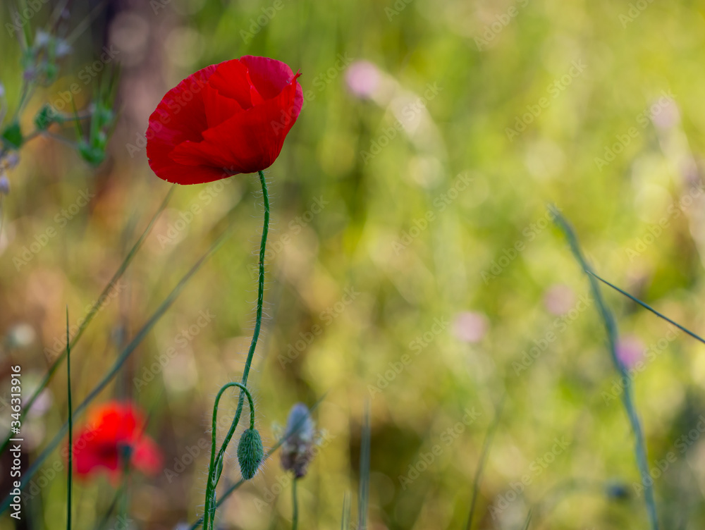 Obraz premium Lonely red poppy in the undergrowth at sunset