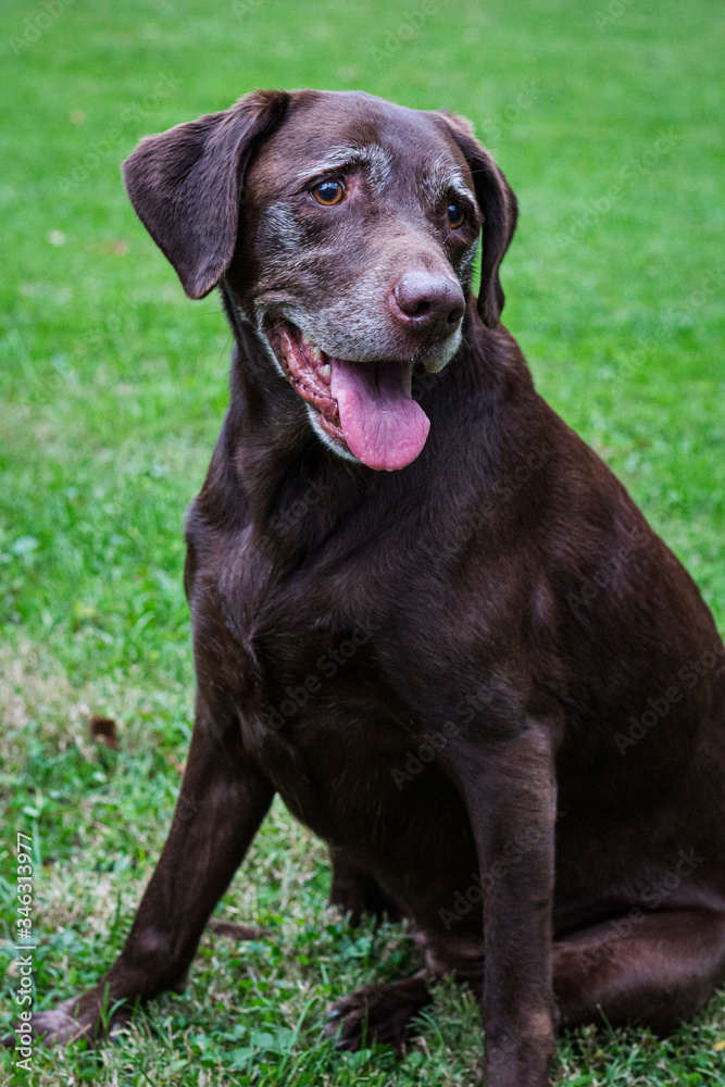 Old chocolate lab sitting in grass