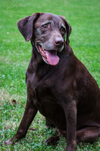 Old chocolate lab sitting in grass