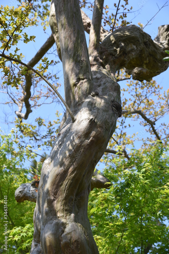Fototapeta premium Crape myrtle trunk and bark / Lythraceae deciduous tree 