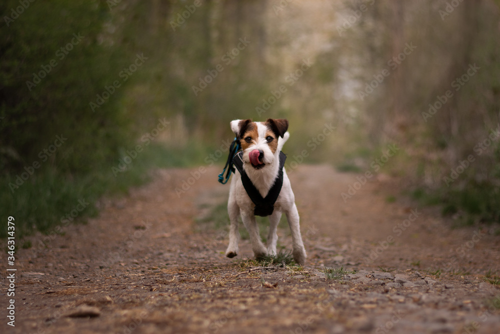 Cute Parson Russell Terrier in Long Sport Harness with Natural Bokeh Background