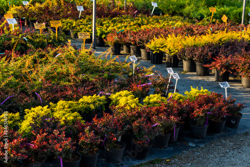 barberry shrubs for landscape gardening and planted in tubs outdoors in the garden center