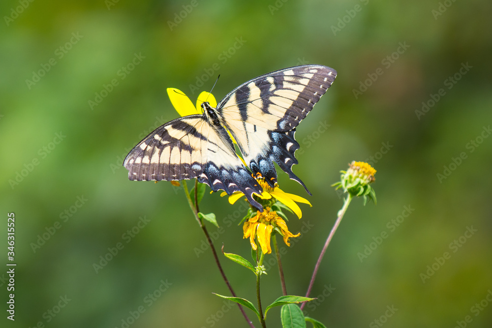 Fototapeta premium Tiger swallowtail butterfly on a yellow flower.