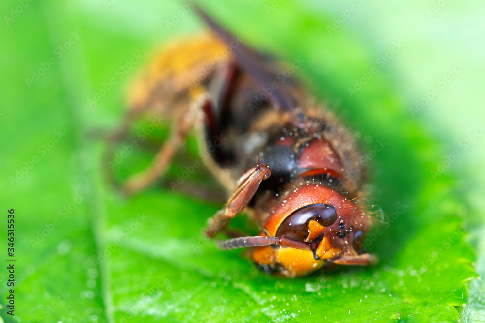 Fototapeta premium Big Hornet in detail