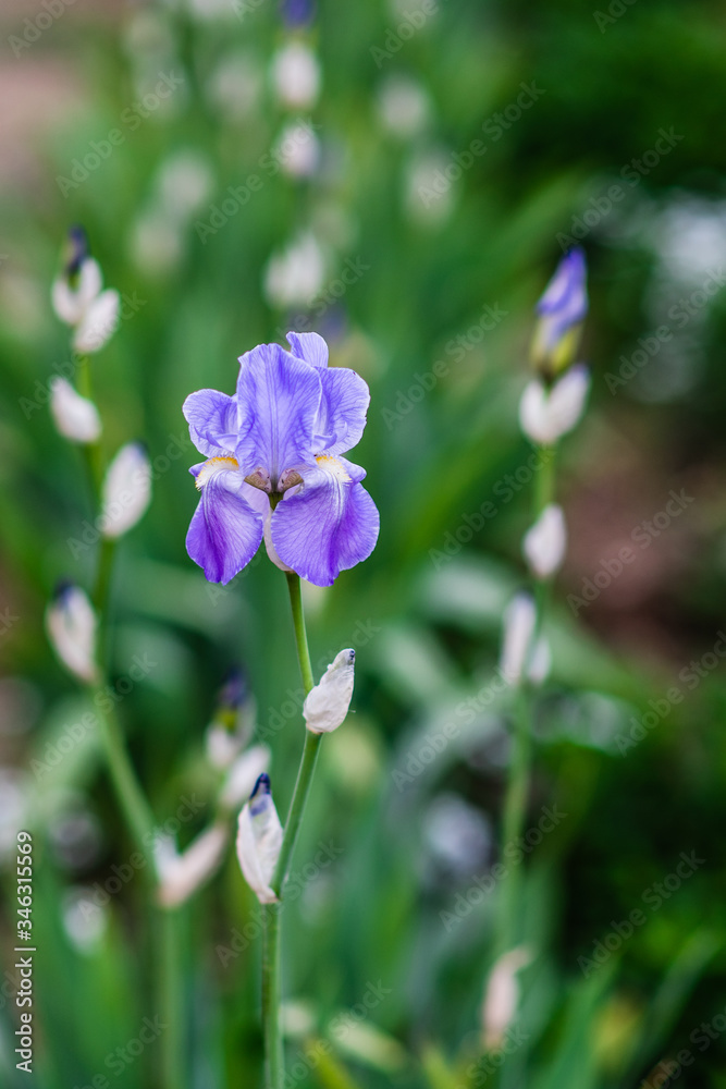 Closeup iris flower outdoors, blue iris flower in the garden Closeup iris flower outdoors, blue iris flower in the garden