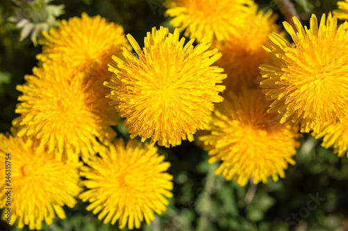 Spring dandelion flowers as a background. Bright yellow seasonal flowers for the decoration of greeting cards  calendar  books.