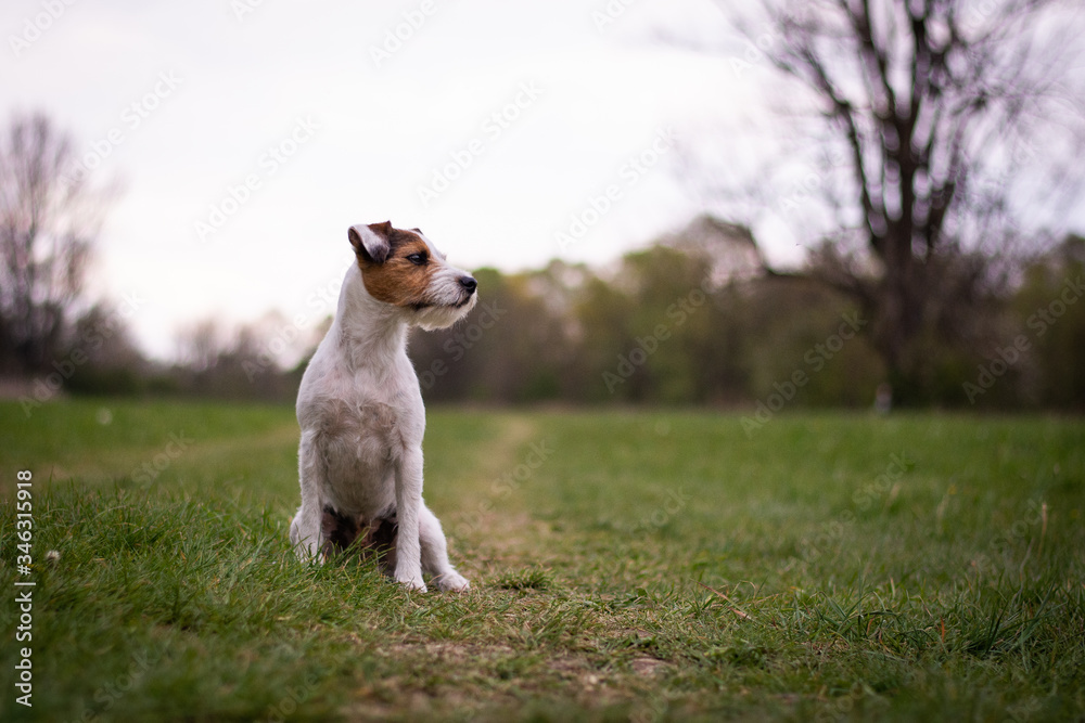 Cute Parson Russell Terrier Portrait with Natural Bokeh Background Cute Parson Russell Terrier Portrait with Natural Bokeh Background