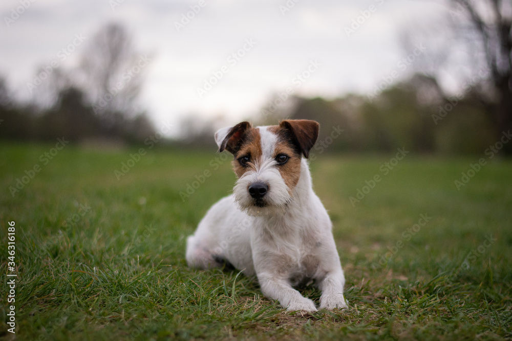 Cute Parson Russell Terrier Portrait with Natural Bokeh Background Cute Parson Russell Terrier Portrait with Natural Bokeh Background
