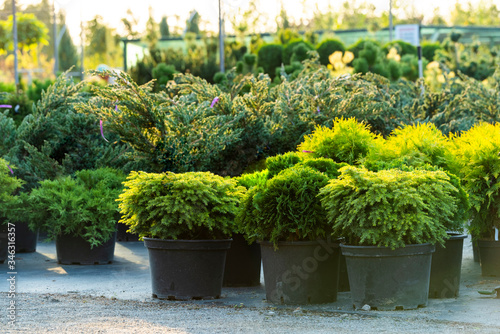 bushes and evergreen plants in tubs in the open air, plants in the garden center