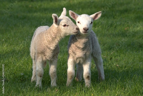 lamb babay in the field