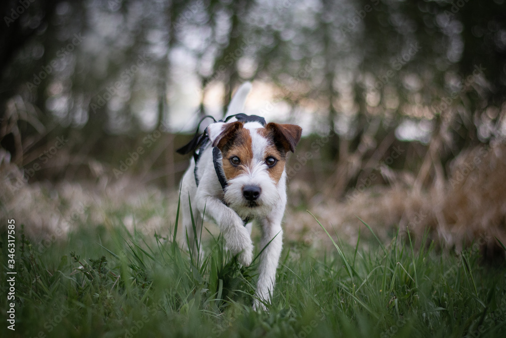 Cute Parson Russell Terrier in Long Sport Harness with Natural Bokeh Background