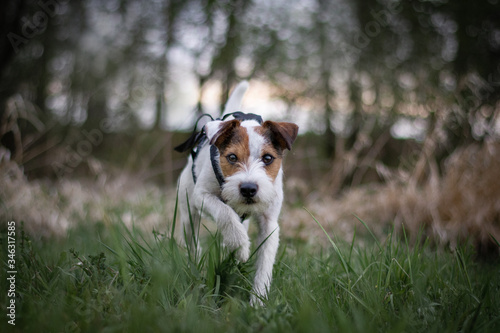 Cute Parson Russell Terrier in Long Sport Harness with Natural Bokeh Background