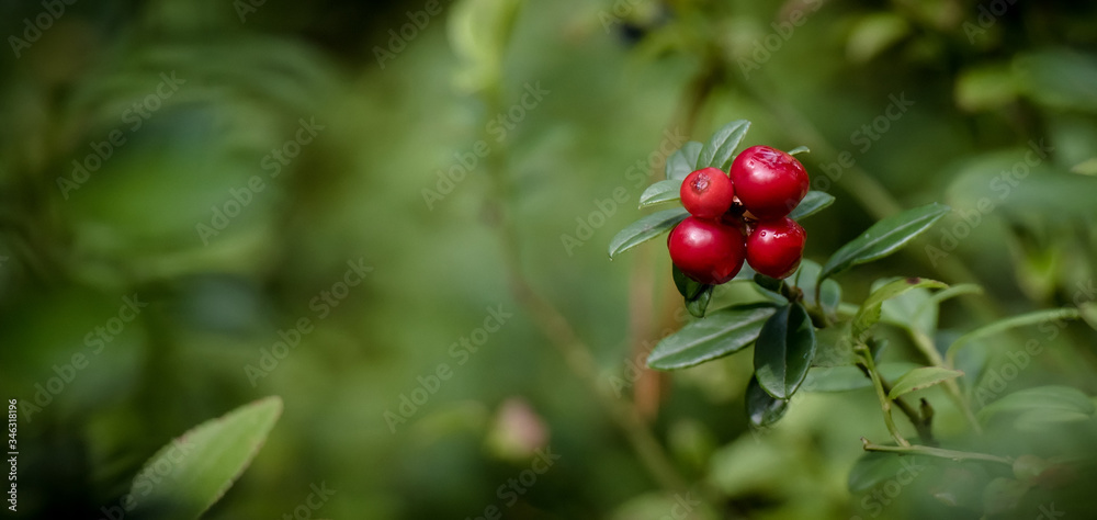 Fototapeta premium Lingonberry growing in the forest closeup