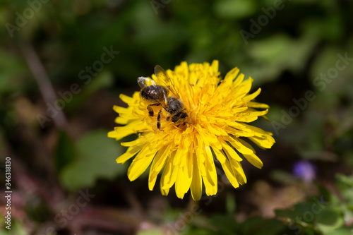 Yellow Dandelion with the Bee in the Detail